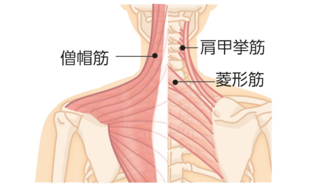 肩コリの原因の筋肉
