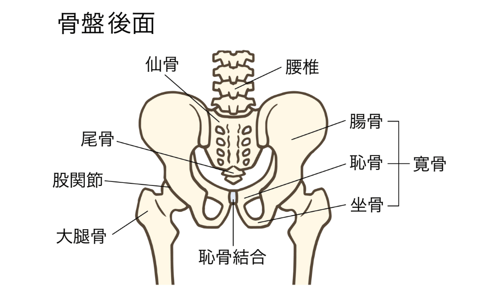 骨盤と仙腸関節